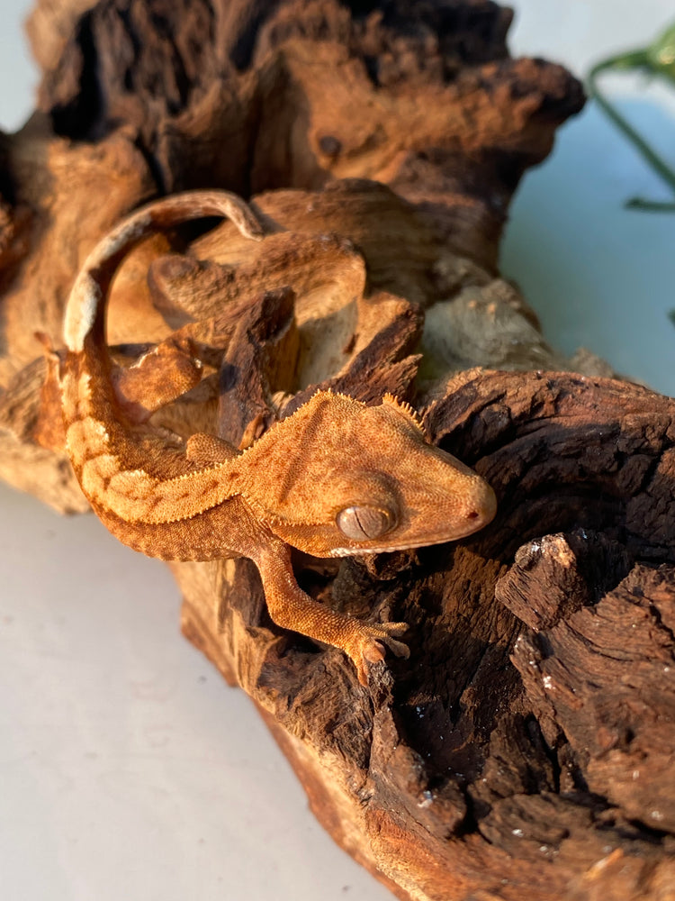 Crested Geckos