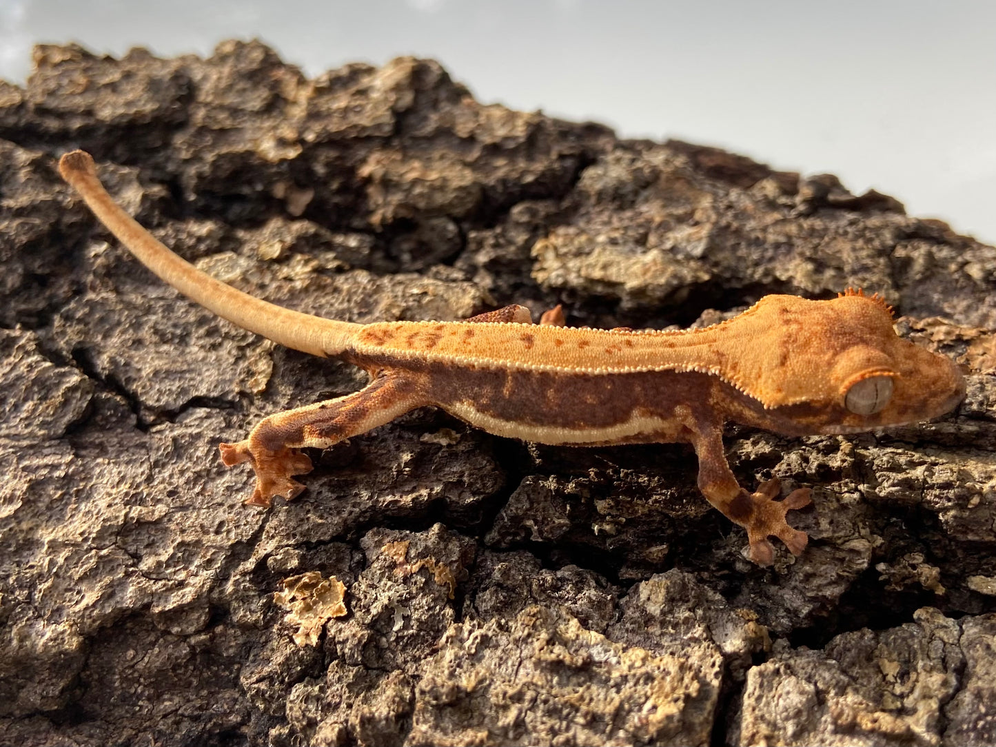 Lilly White Baby Crested Gecko