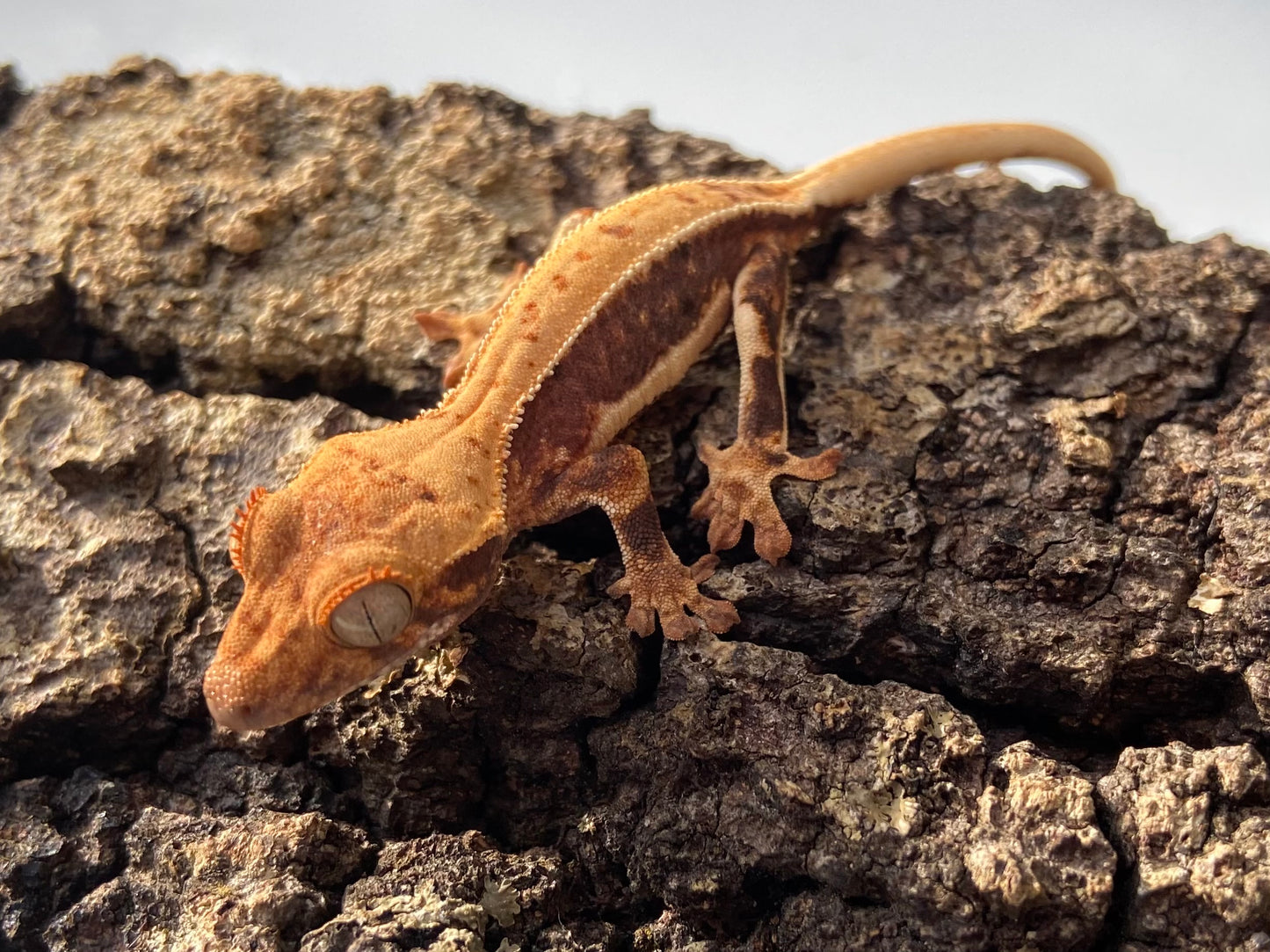 Lilly White Baby Crested Gecko