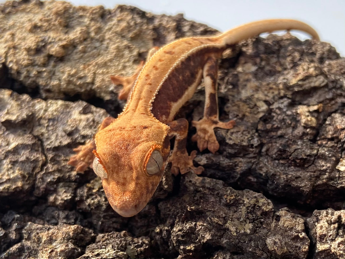 Lilly White Baby Crested Gecko