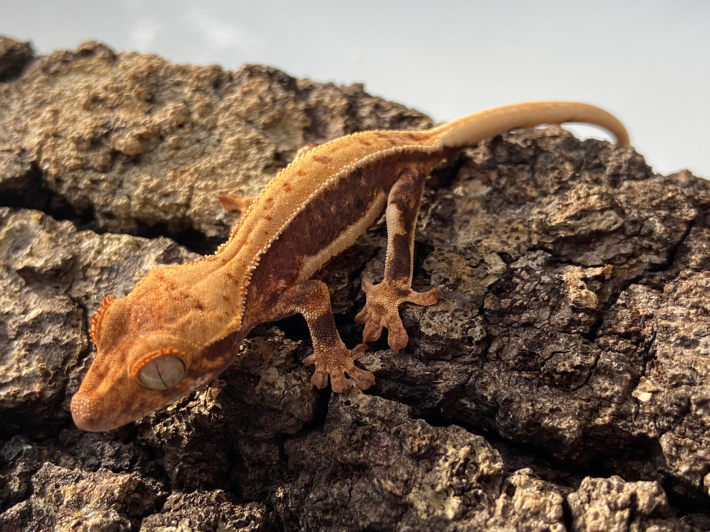 Lilly White Baby Crested Gecko