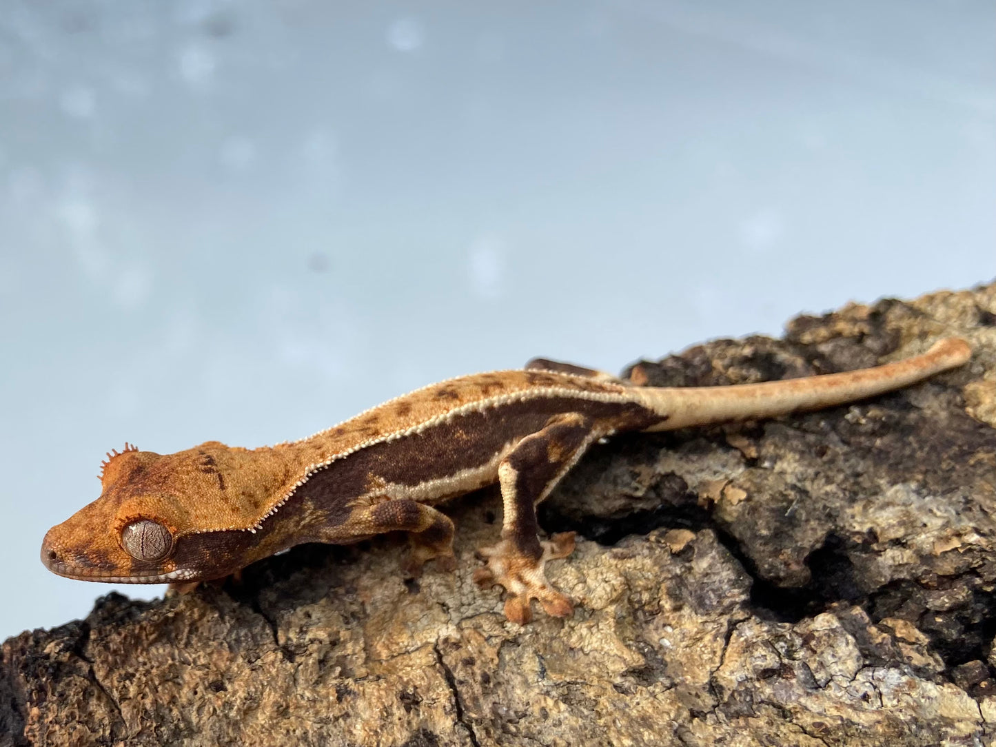 Lilly White Baby Crested Gecko