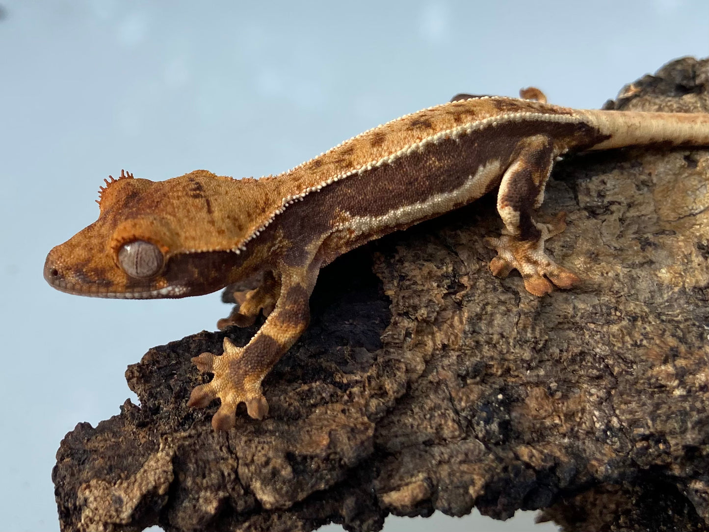 Lilly White Baby Crested Gecko