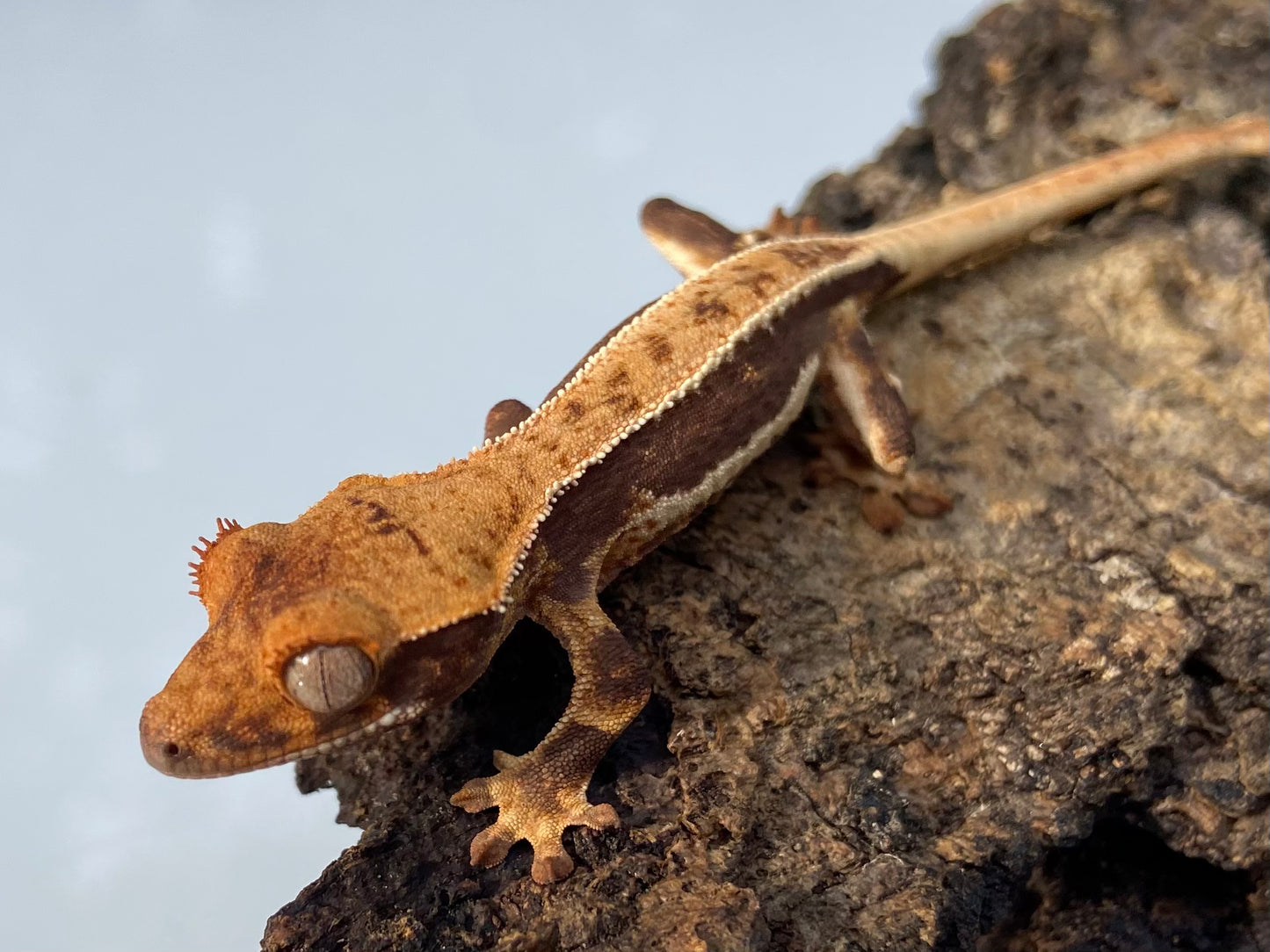 Lilly White Baby Crested Gecko