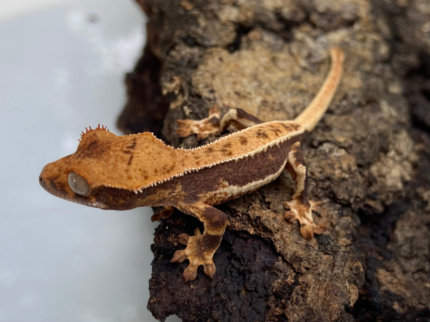 Lilly White Baby Crested Gecko