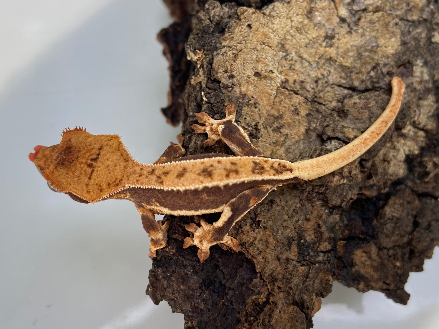 Lilly White Baby Crested Gecko