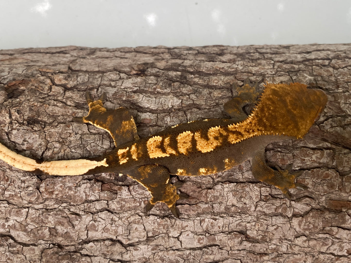 Dark Based Drippy Harlequin Male Crested Gecko