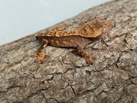 Tailless Dark Base Pin-Dashed Harlequin Baby Crested Gecko