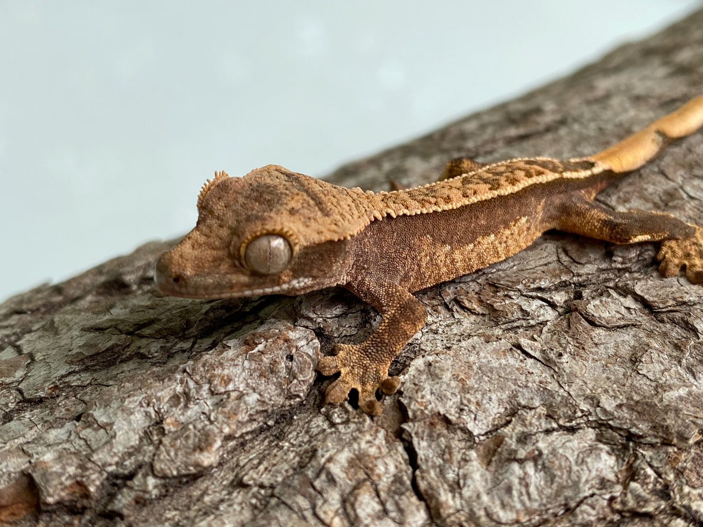 Partial Pinstripe Harlequin Baby Crested Gecko