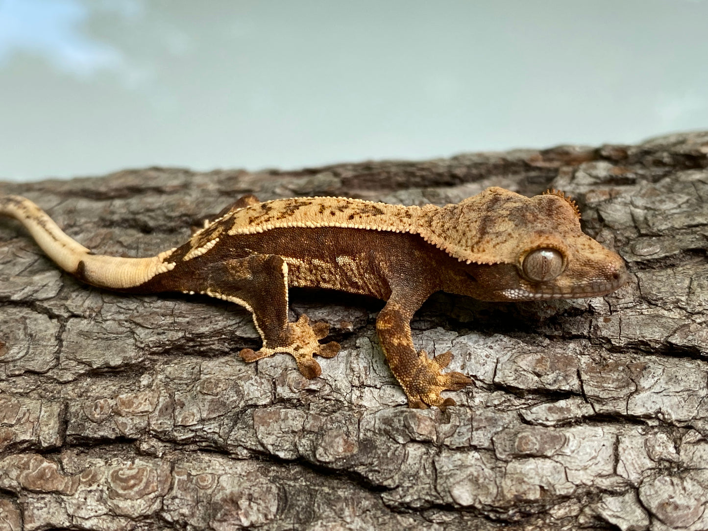 Partial Pinstripe Harlequin Baby Crested Gecko