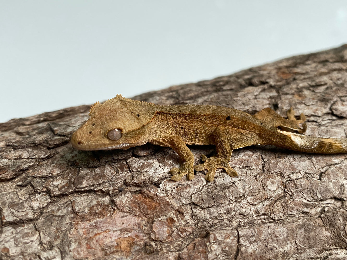 Patternless Bi-color Dalmatian Baby Crested Gecko