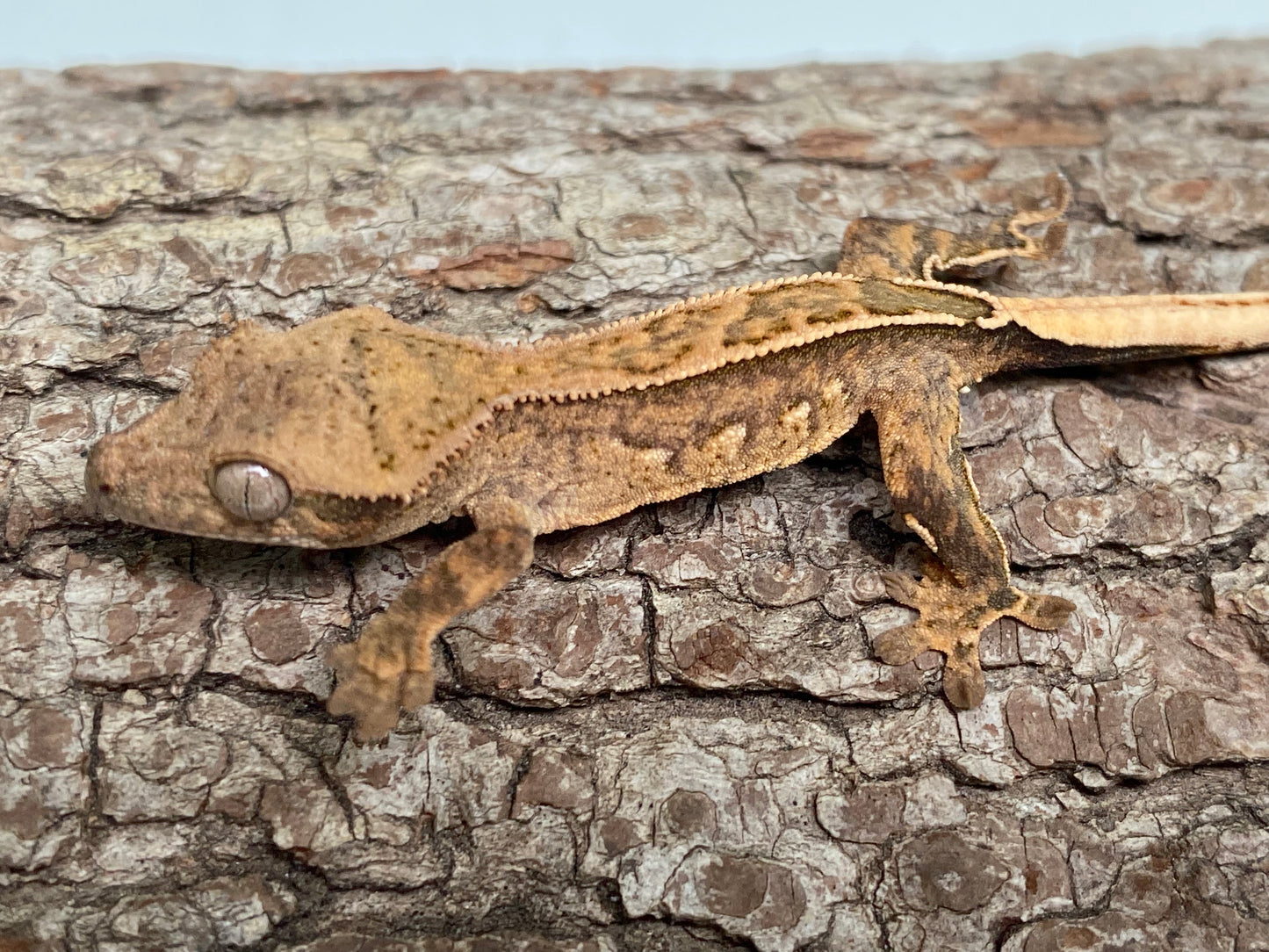 Extreme Harlequin Partial Pinstripe Baby Crested Gecko