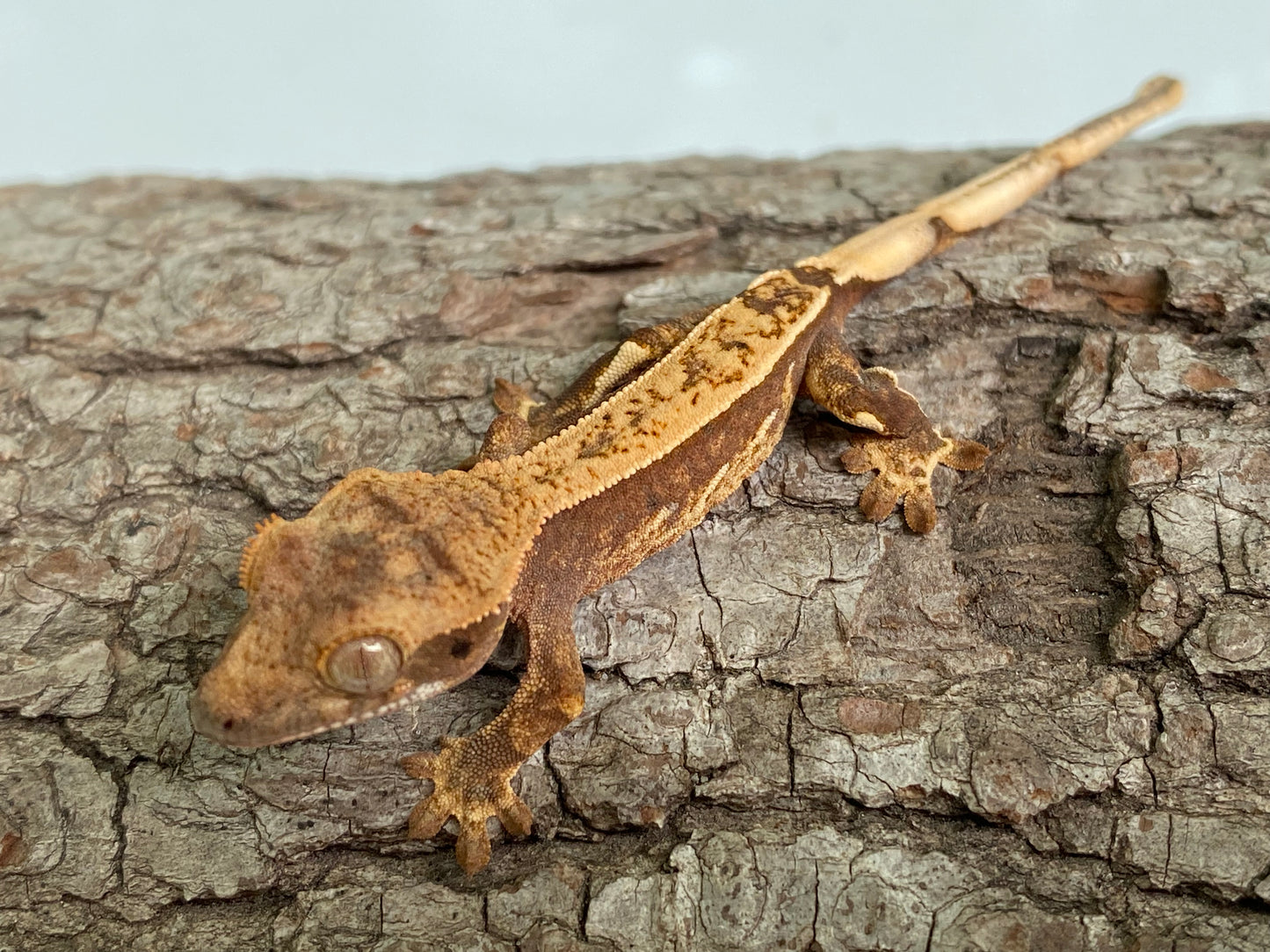 Partial Pinstripe Harlequin Baby Crested Gecko