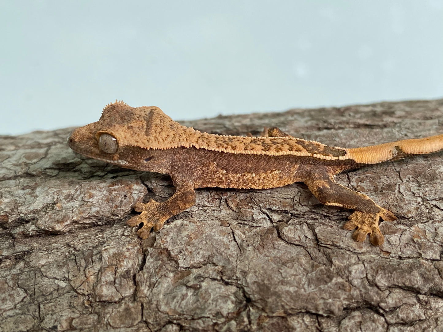 Partial Pinstripe Harlequin Baby Crested Gecko