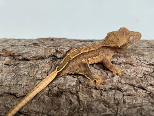 Extreme Harlequin Partial Pinstripe Baby Crested Gecko