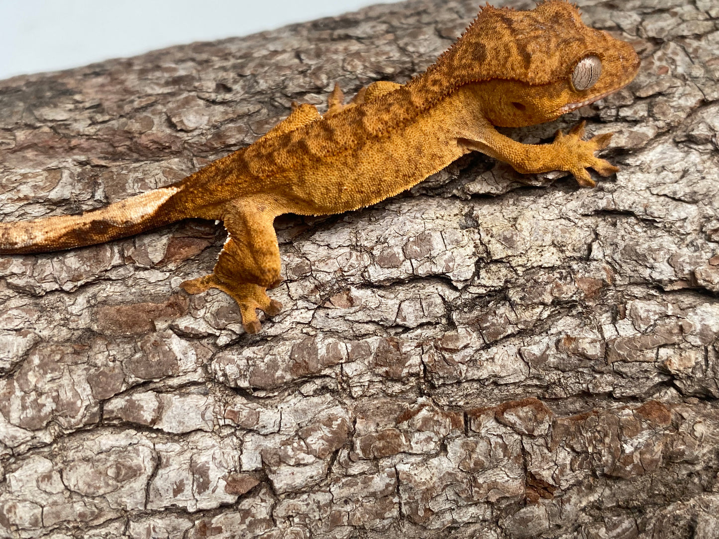 Orange Brindle Baby Crested Gecko (Toni)