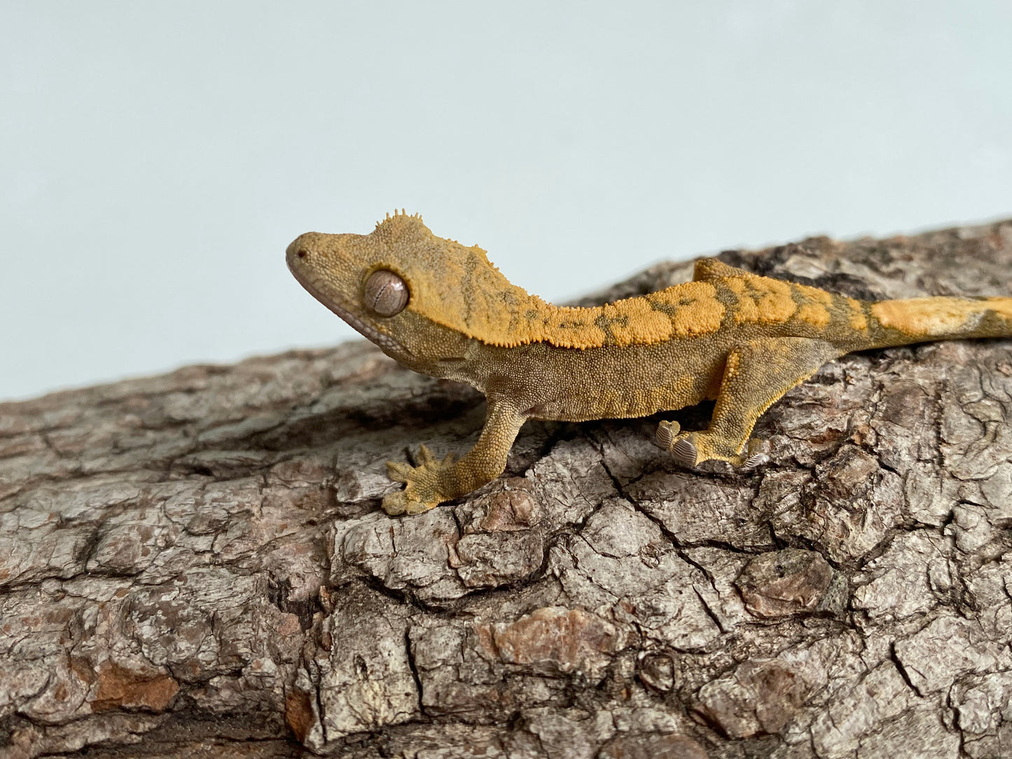 Pin-Dashed Baby Crested Gecko