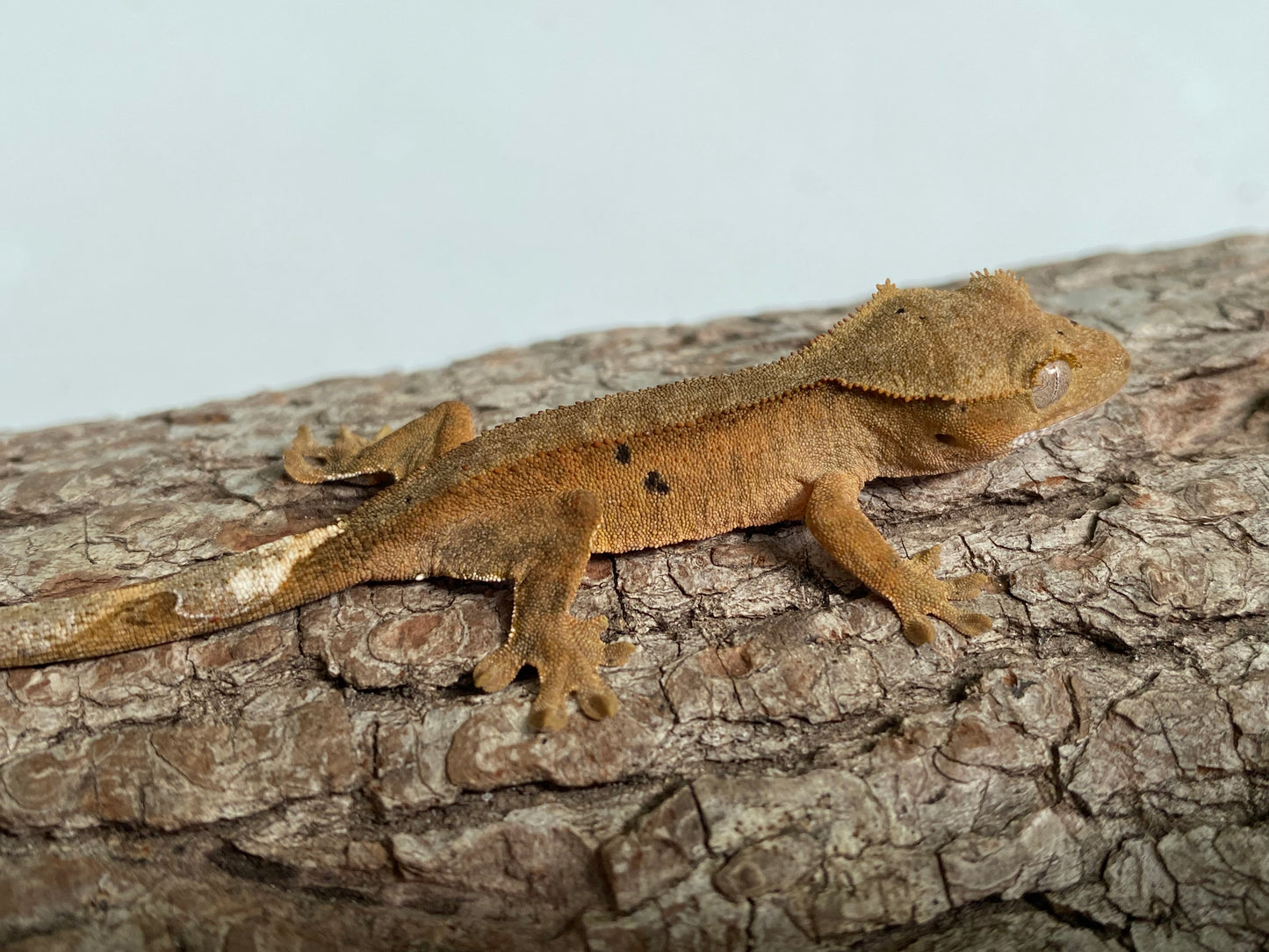 Patternless Bi-color Dalmatian Baby Crested Gecko