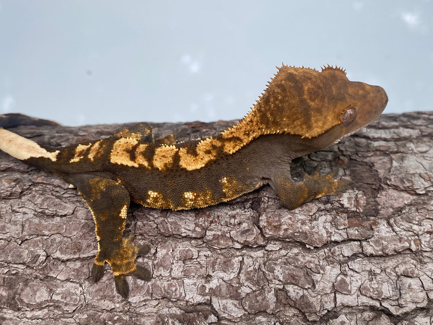 Dark Based Drippy Harlequin Male Crested Gecko