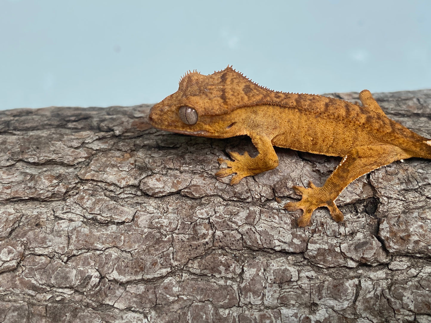 Orange Brindle Baby Crested Gecko (Toni)