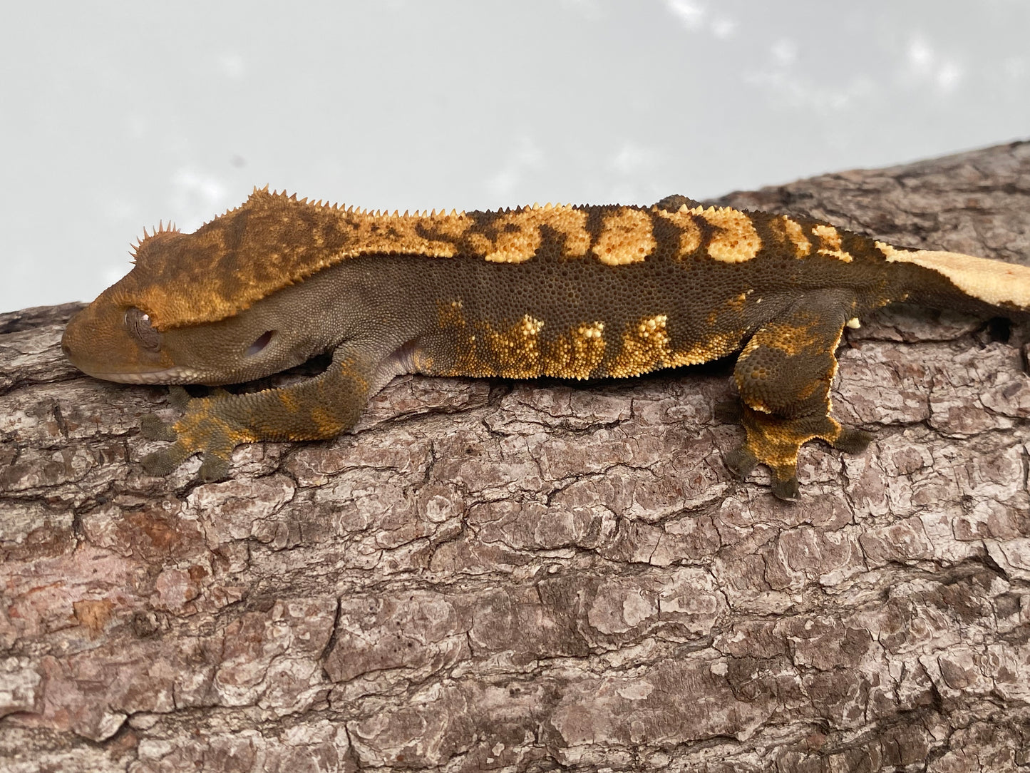 Dark Based Drippy Harlequin Male Crested Gecko