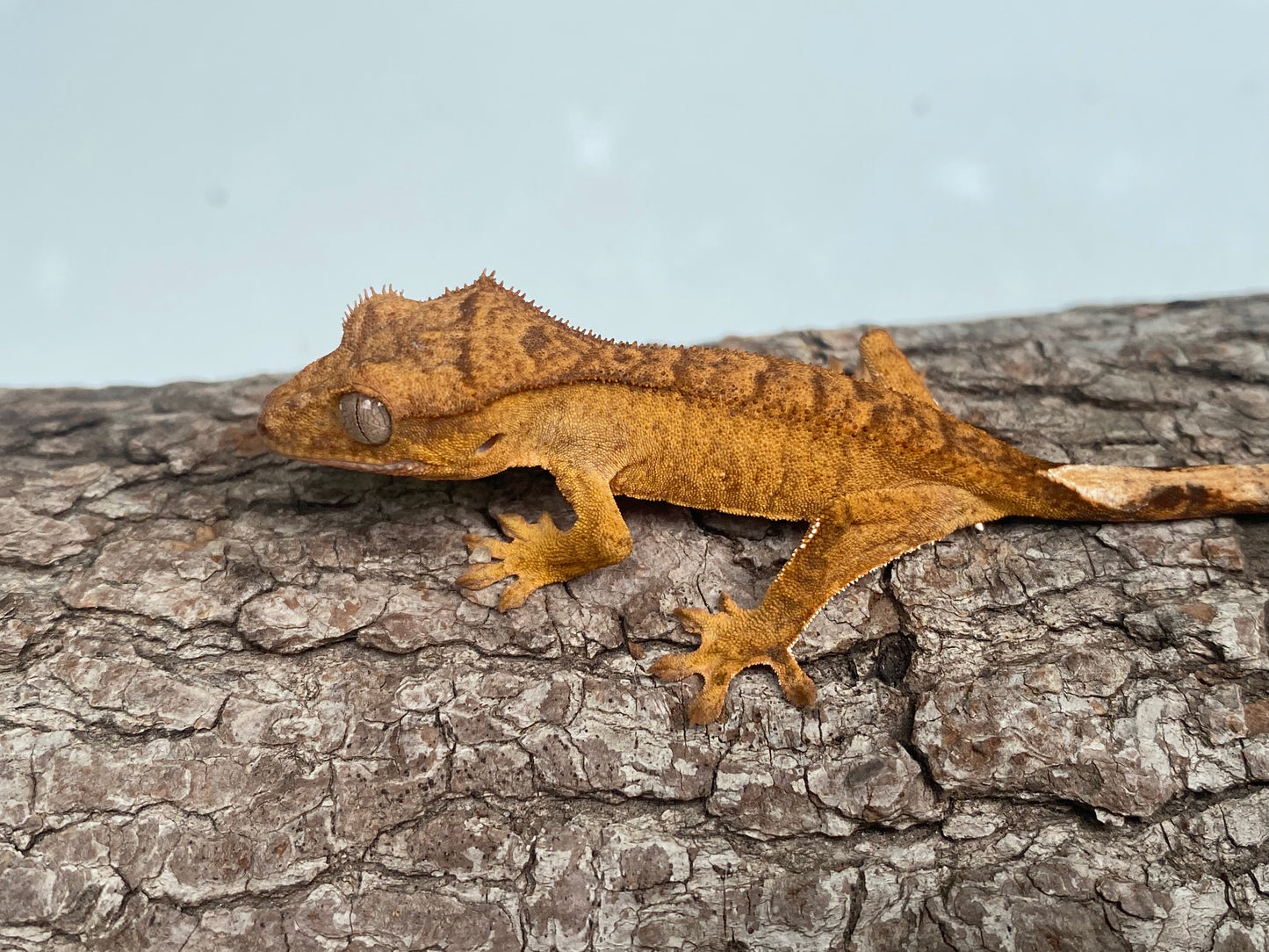 Orange Brindle Baby Crested Gecko (Toni)