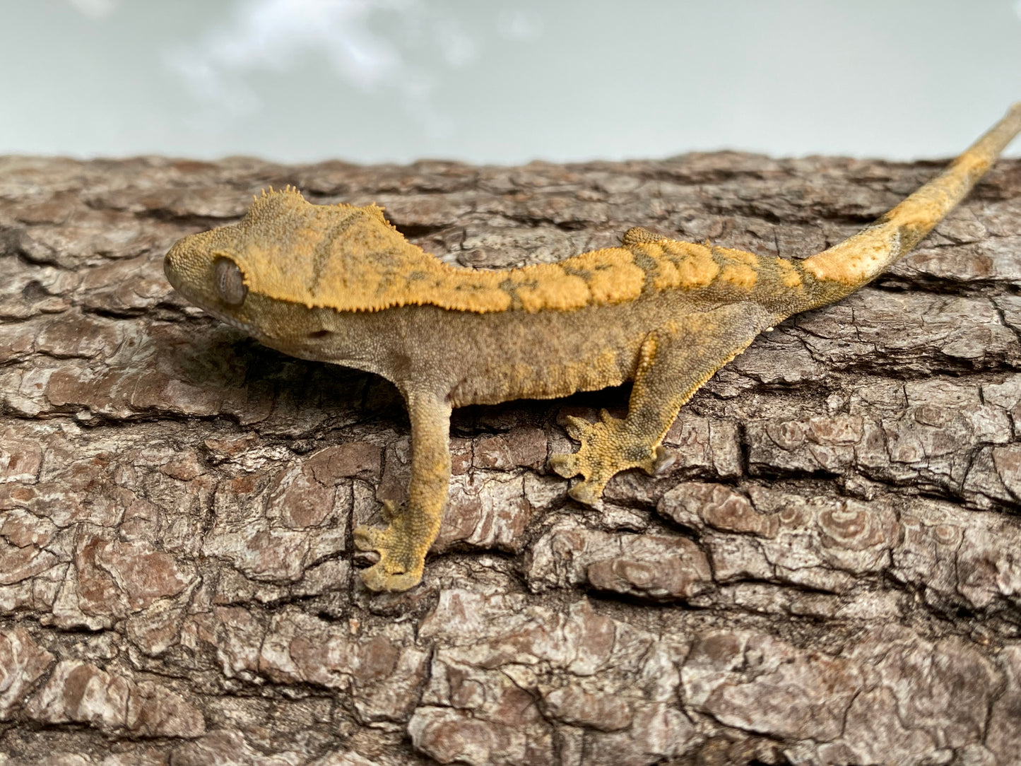 Pin-Dashed Baby Crested Gecko