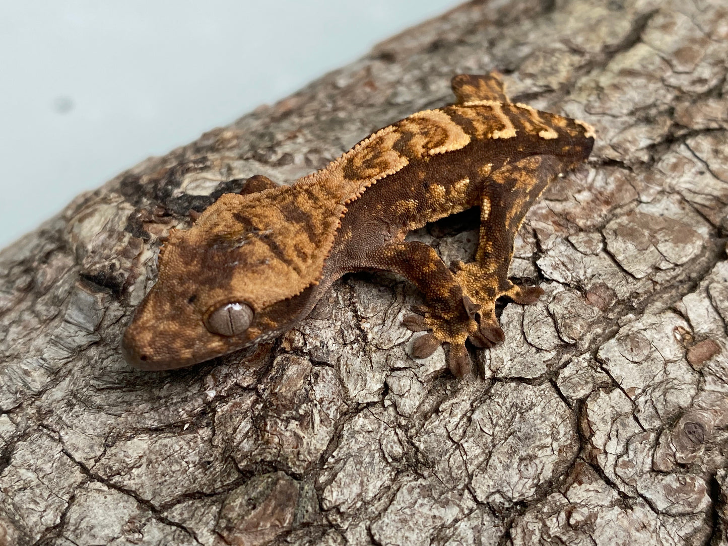 Tailless Dark Base Pin-Dashed Harlequin Baby Crested Gecko