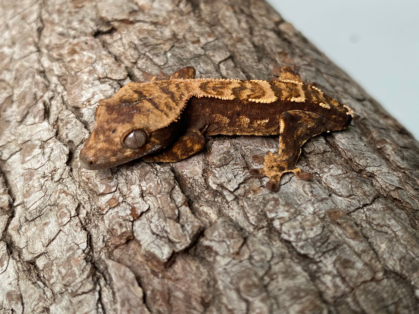 Tailless Dark Base Pin-Dashed Harlequin Baby Crested Gecko