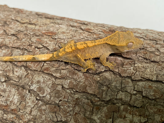 Pin-Dashed Baby Crested Gecko