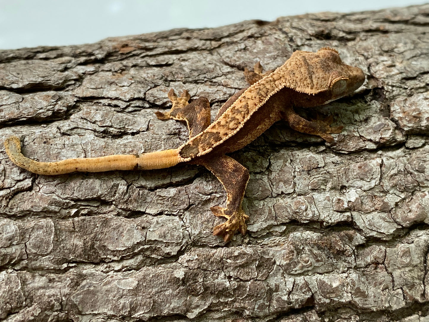 Partial Pinstripe Harlequin Baby Crested Gecko