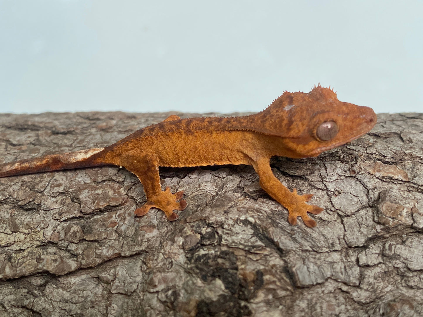 Orange Brindle Baby Crested Gecko (Tito)