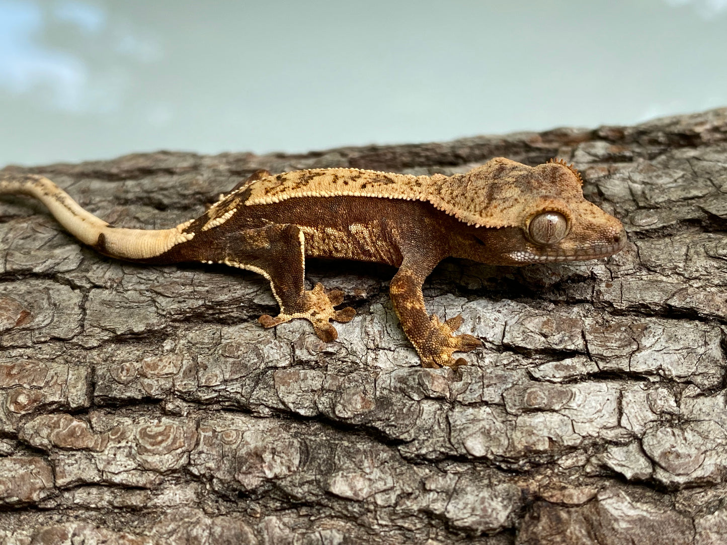 Partial Pinstripe Harlequin Baby Crested Gecko