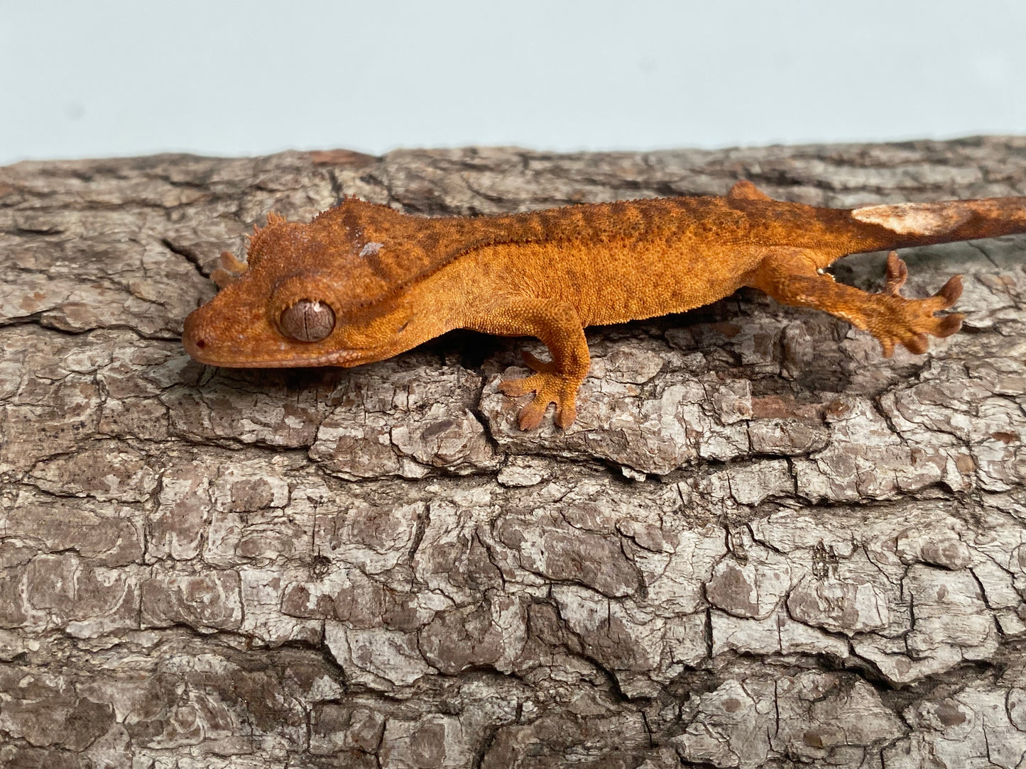 Orange Brindle Baby Crested Gecko (Tito)