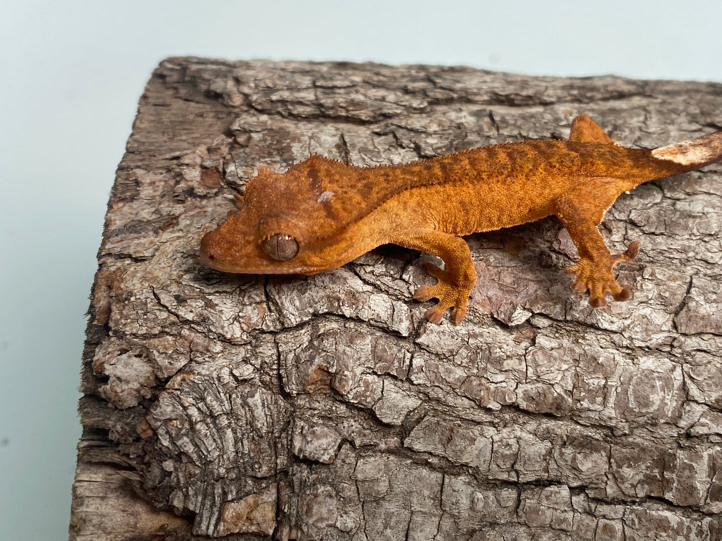 Orange Brindle Baby Crested Gecko (Tito)