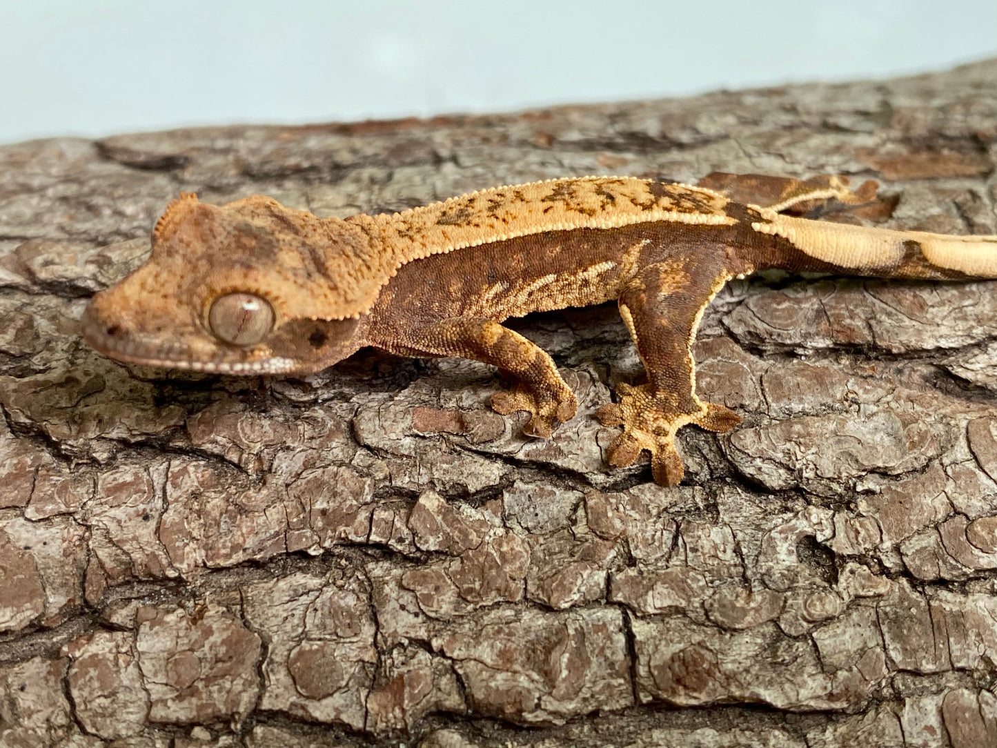 Partial Pinstripe Harlequin Baby Crested Gecko