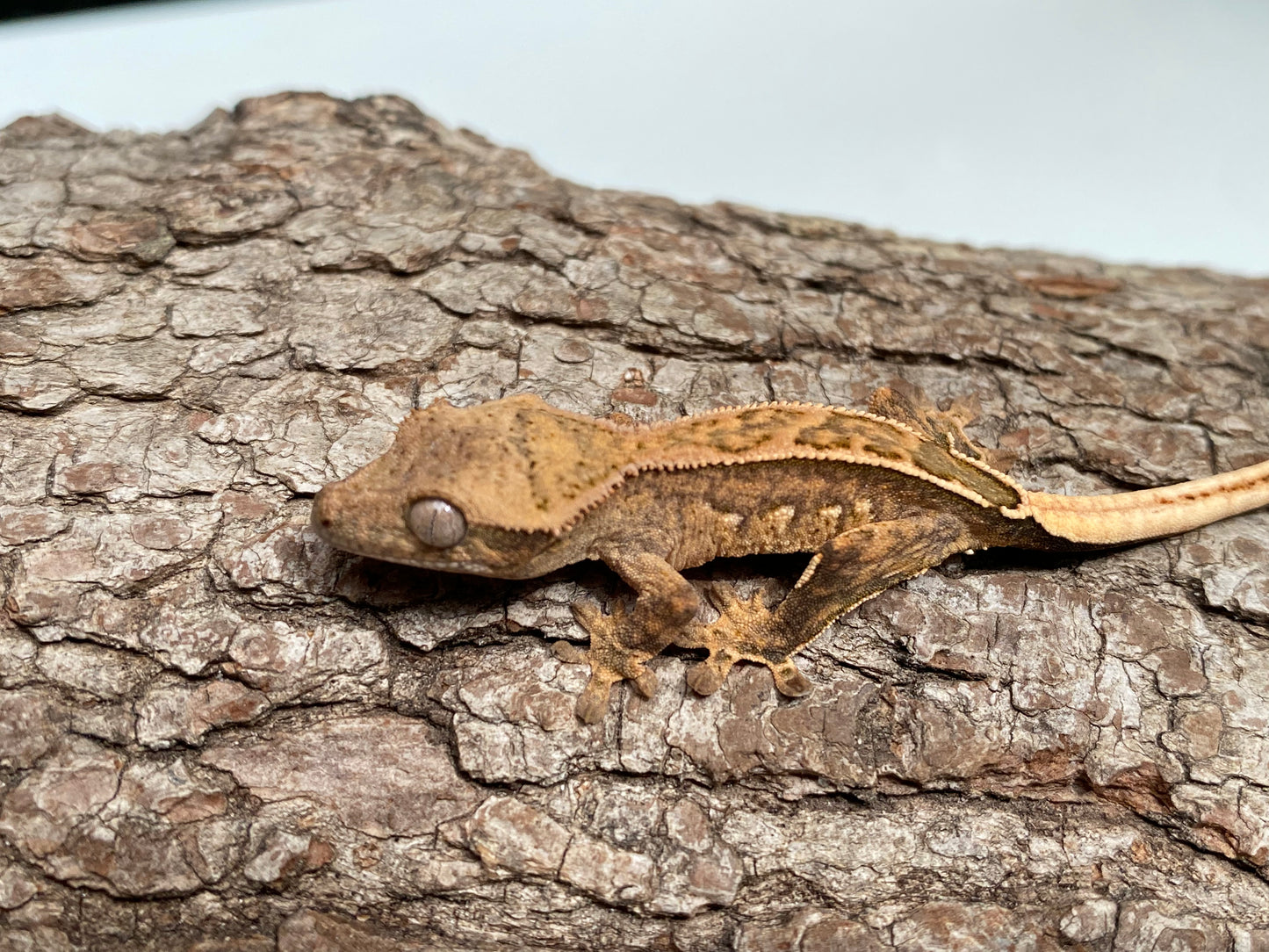 Extreme Harlequin Partial Pinstripe Baby Crested Gecko