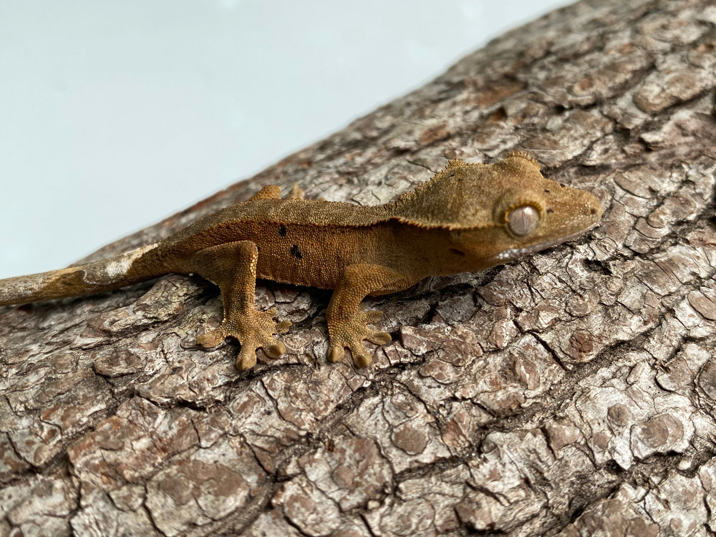 Patternless Bi-color Dalmatian Baby Crested Gecko