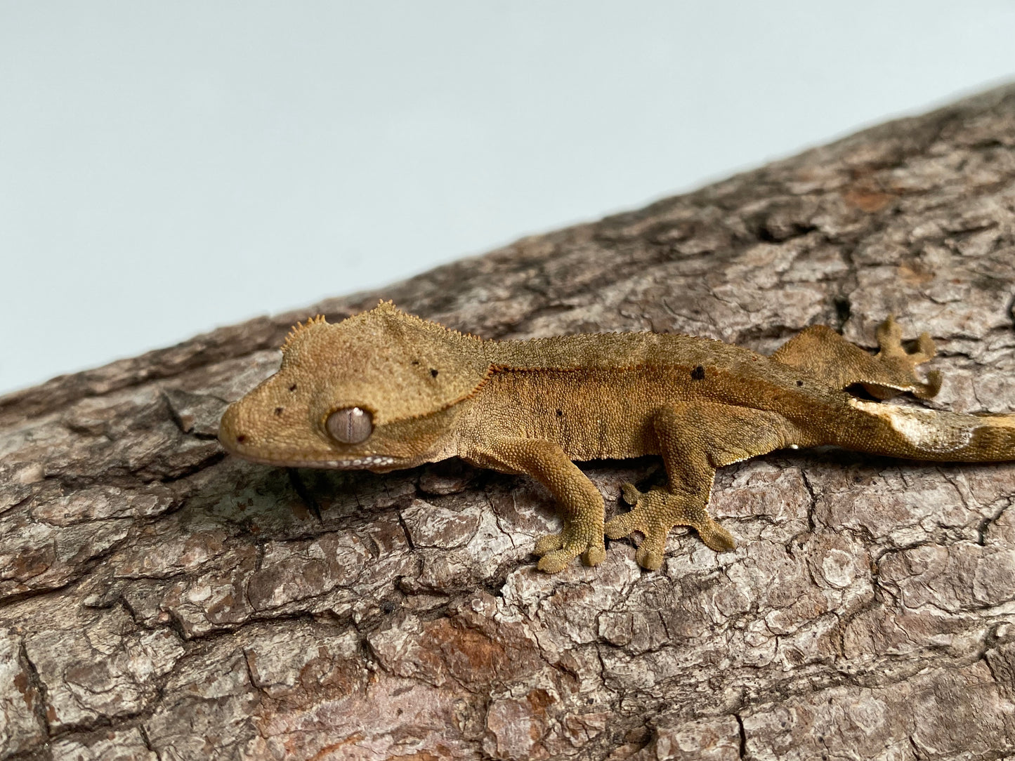 Patternless Bi-color Dalmatian Baby Crested Gecko