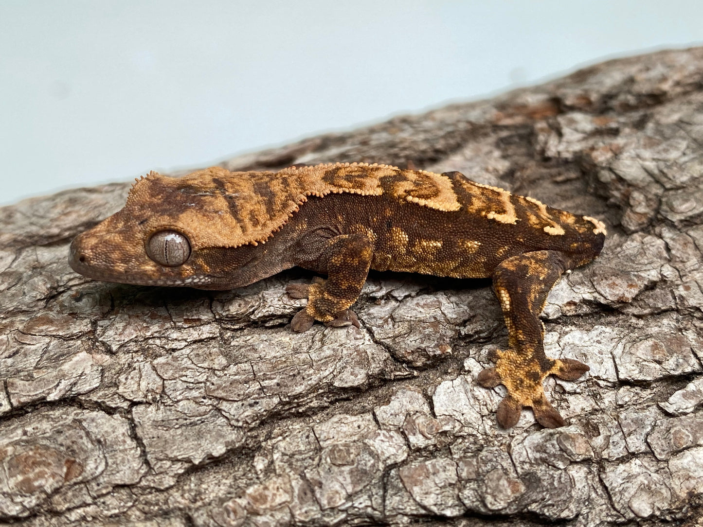 Tailless Dark Base Pin-Dashed Harlequin Baby Crested Gecko