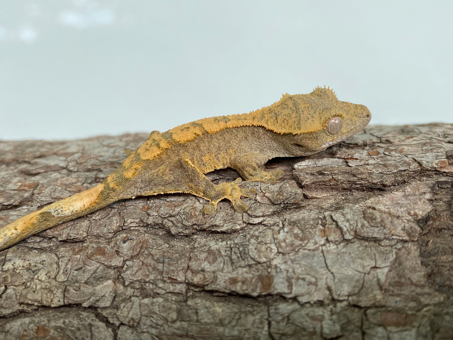 Pin-Dashed Baby Crested Gecko