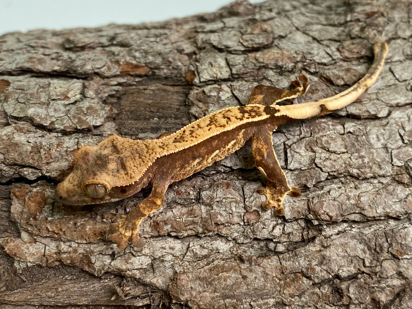 Partial Pinstripe Harlequin Baby Crested Gecko