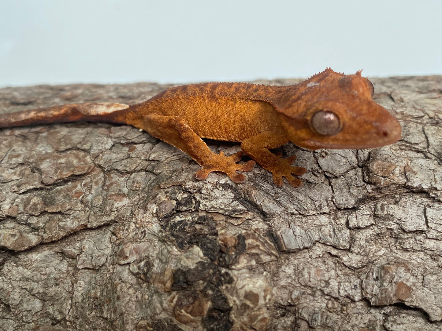 Orange Brindle Baby Crested Gecko (Tito)